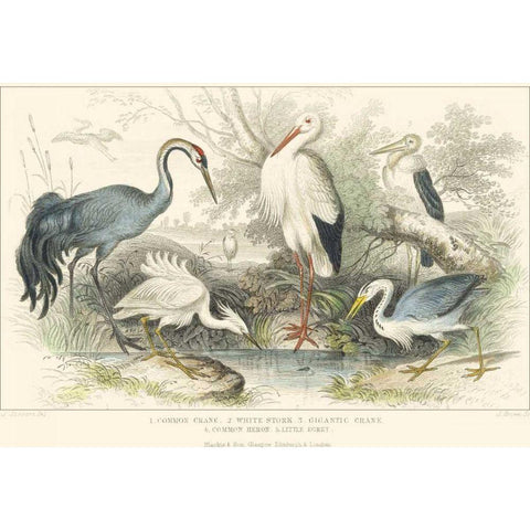 Herons, Egrets and Cranes Gold Ornate Wood Framed Art Print with Double Matting by Stewart, J.
