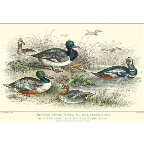 Duck Varieties Gold Ornate Wood Framed Art Print with Double Matting by Stewart, J.