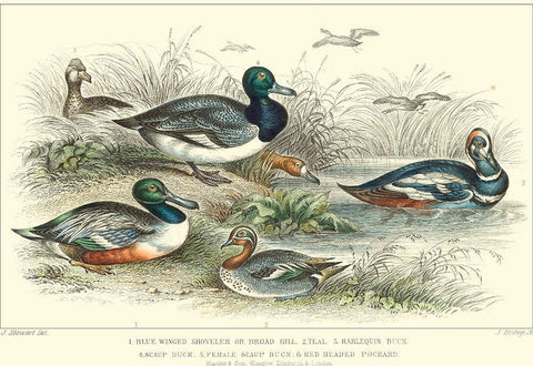 Duck Varieties Black Ornate Wood Framed Art Print with Double Matting by Stewart, J.
