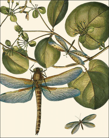 Dragonfly Medley I White Modern Wood Framed Art Print with Double Matting by Vision Studio