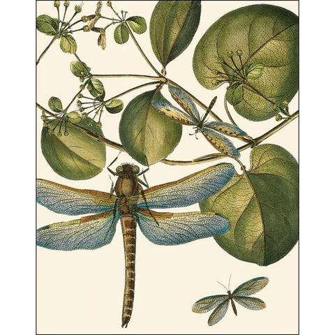 Dragonfly Medley I Black Modern Wood Framed Art Print by Vision Studio