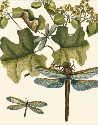 Dragonfly Medley II White Modern Wood Framed Art Print with Double Matting by Vision Studio