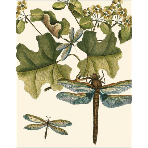 Dragonfly Medley II Black Modern Wood Framed Art Print by Vision Studio