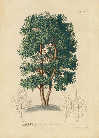 non-embellished Laurel Tree Black Ornate Wood Framed Art Print with Double Matting by Unknown