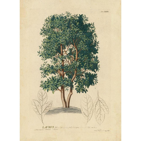non-embellished Laurel Tree White Modern Wood Framed Art Print by Unknown
