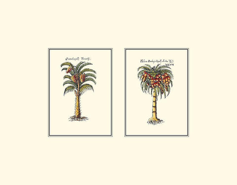 Miniature Palm II White Modern Wood Framed Art Print with Double Matting by Vision Studio