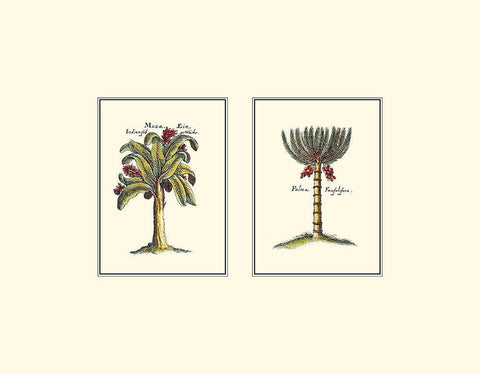 Miniature Palm III White Modern Wood Framed Art Print with Double Matting by Vision Studio