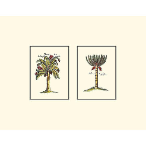 Miniature Palm III White Modern Wood Framed Art Print by Vision Studio