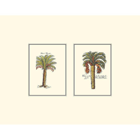 Miniature Palm IV Gold Ornate Wood Framed Art Print with Double Matting by Vision Studio