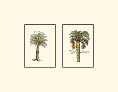 Miniature Palm IV White Modern Wood Framed Art Print with Double Matting by Vision Studio