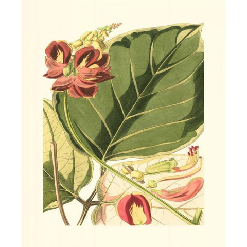 Fantastical Botanical I Black Modern Wood Framed Art Print with Double Matting by Vision Studio