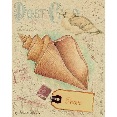 Postcard Shells III Black Modern Wood Framed Art Print with Double Matting by Pallan, Nancy S.