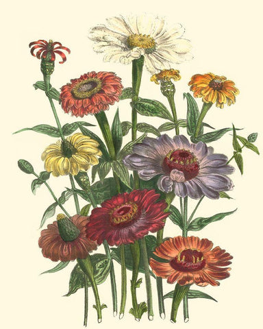 Summer Flowers III Black Ornate Wood Framed Art Print with Double Matting by Unknown