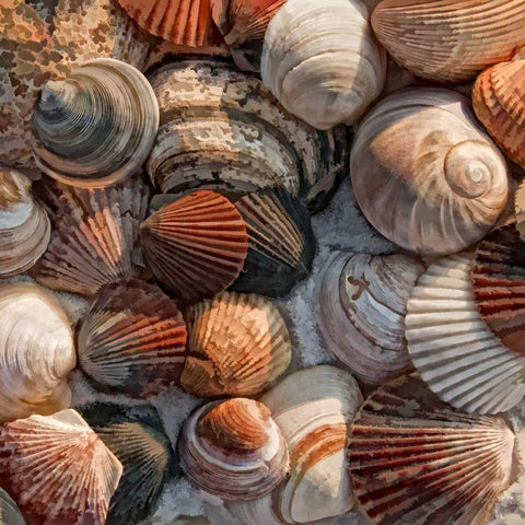 What the Shell White Modern Wood Framed Art Print with Double Matting by Head, Danny