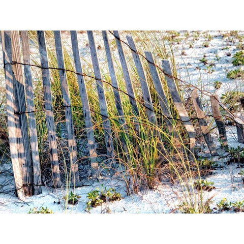 Sea Oats I White Modern Wood Framed Art Print by Head, Danny