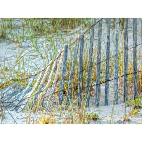 Sea Oats II Black Modern Wood Framed Art Print with Double Matting by Head, Danny