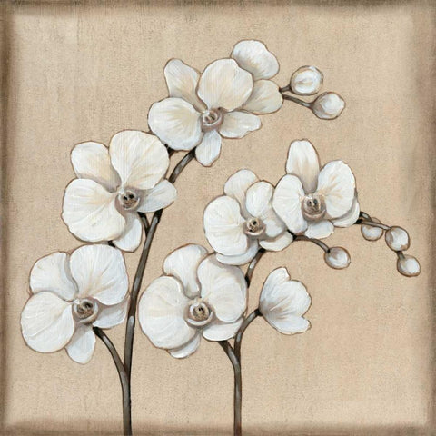 White Orchid II Black Modern Wood Framed Art Print with Double Matting by OToole, Tim