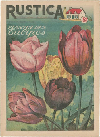 Plantez Des Tulips White Modern Wood Framed Art Print with Double Matting by Unknown