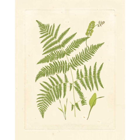 Ferns with Platemark I Gold Ornate Wood Framed Art Print with Double Matting by Vision Studio