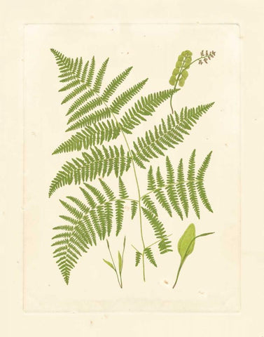 Ferns with Platemark I White Modern Wood Framed Art Print with Double Matting by Vision Studio