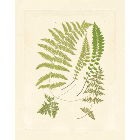 Ferns with Platemark II Black Modern Wood Framed Art Print with Double Matting by Vision Studio