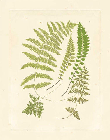 Ferns with Platemark II Black Ornate Wood Framed Art Print with Double Matting by Vision Studio