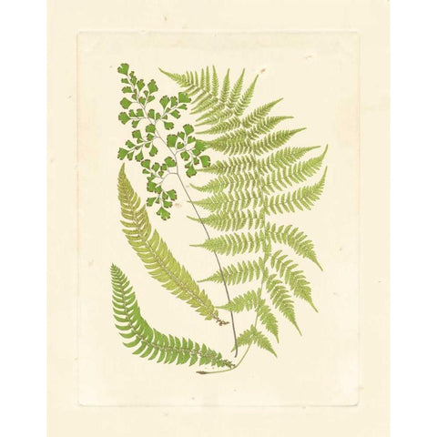 Ferns with Platemark III White Modern Wood Framed Art Print by Vision Studio