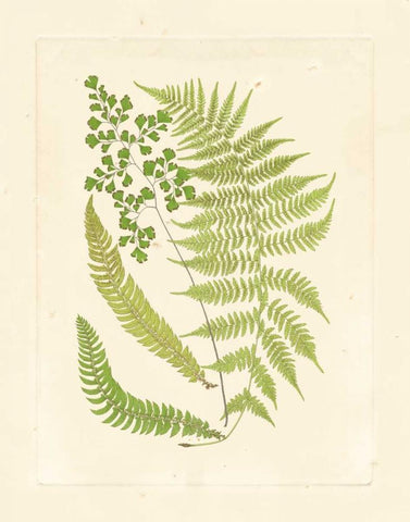 Ferns with Platemark III Black Ornate Wood Framed Art Print with Double Matting by Vision Studio