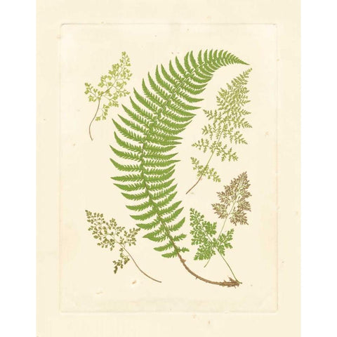 Ferns with Platemark IV Black Modern Wood Framed Art Print with Double Matting by Vision Studio