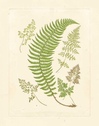 Ferns with Platemark IV Black Ornate Wood Framed Art Print with Double Matting by Vision Studio