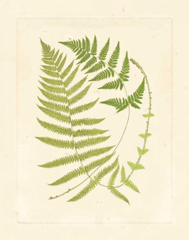 Ferns with Platemark V White Modern Wood Framed Art Print with Double Matting by Vision Studio