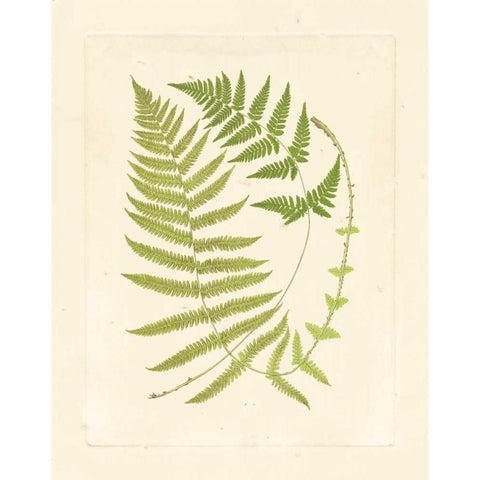 Ferns with Platemark V Gold Ornate Wood Framed Art Print with Double Matting by Vision Studio