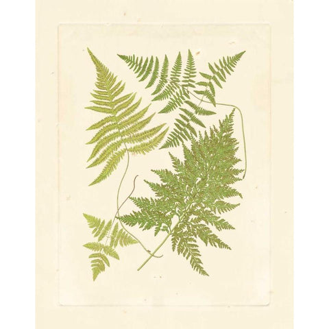 Ferns with Platemark VI Gold Ornate Wood Framed Art Print with Double Matting by Vision Studio