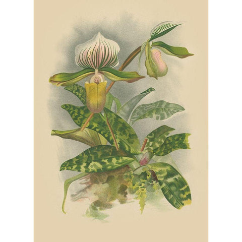 Lindenia Orchids I White Modern Wood Framed Art Print by Unknown