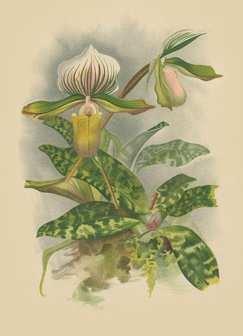 Lindenia Orchids I Black Ornate Wood Framed Art Print with Double Matting by Unknown