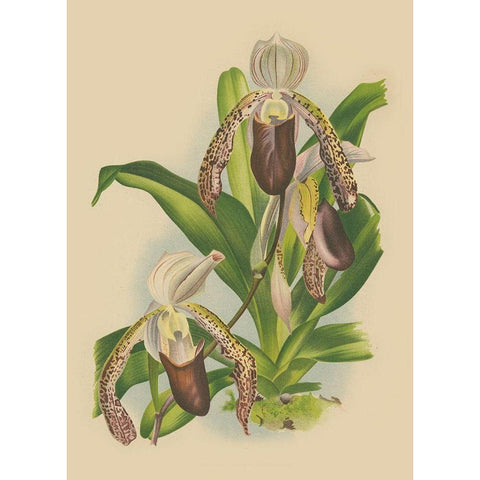 Lindenia Orchids II Black Modern Wood Framed Art Print with Double Matting by Unknown