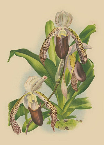 Lindenia Orchids II Black Ornate Wood Framed Art Print with Double Matting by Unknown