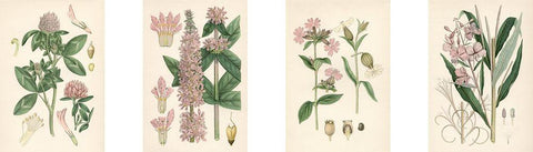 Pink Botanicals Black Ornate Wood Framed Art Print with Double Matting by Unknown