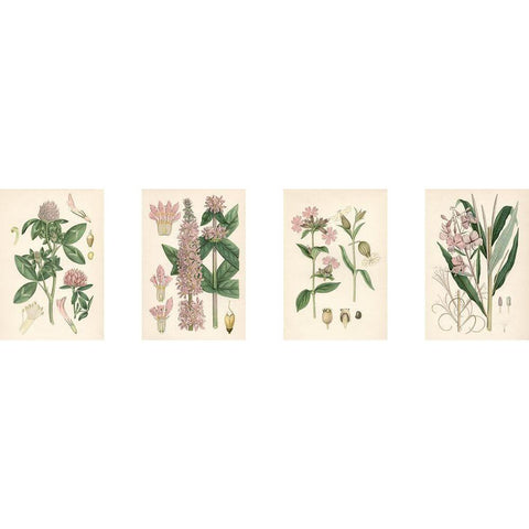 Pink Botanicals Black Modern Wood Framed Art Print by Unknown