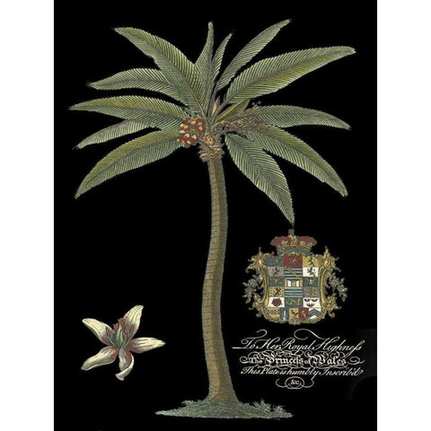 Palm on Black I Gold Ornate Wood Framed Art Print with Double Matting by Unknown