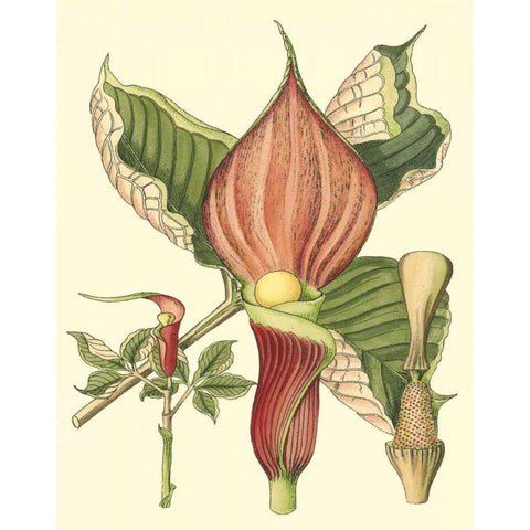 Botanical Fantasy I Gold Ornate Wood Framed Art Print with Double Matting by Unknown