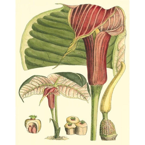 Botanical Fantasy II Black Modern Wood Framed Art Print by Unknown