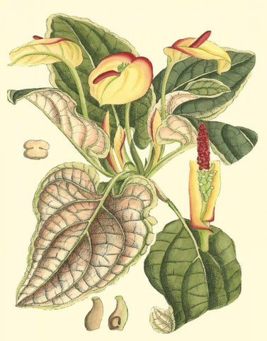Botanical Fantasy III Black Ornate Wood Framed Art Print with Double Matting by Unknown