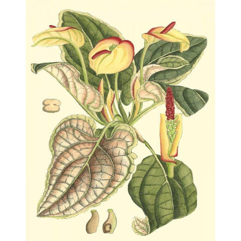 Botanical Fantasy III Black Modern Wood Framed Art Print by Unknown