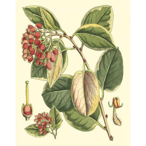 Botanical Fantasy IV Black Modern Wood Framed Art Print by Unknown