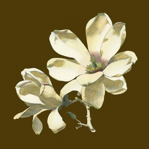 Magnolia on Taupe I Black Modern Wood Framed Art Print with Double Matting by Unknown