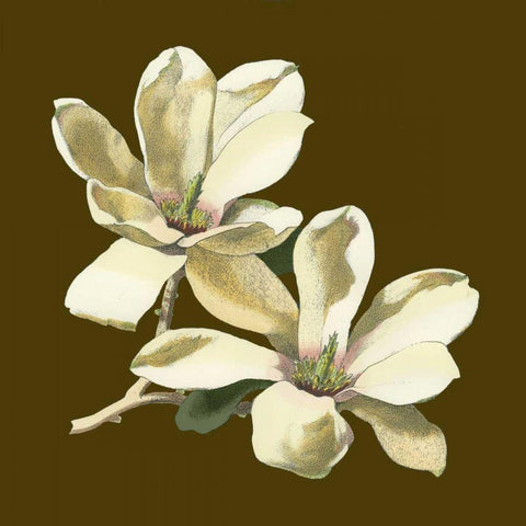 Magnolia on Taupe II White Modern Wood Framed Art Print by Unknown