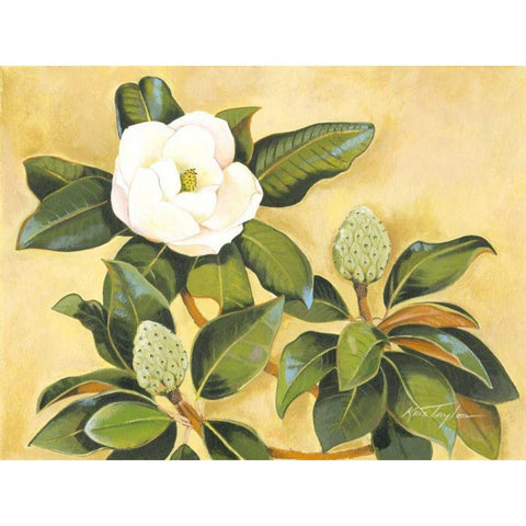 Southern Magnolia II Black Modern Wood Framed Art Print with Double Matting by Taylor, Kris