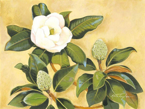 Southern Magnolia II Black Ornate Wood Framed Art Print with Double Matting by Taylor, Kris