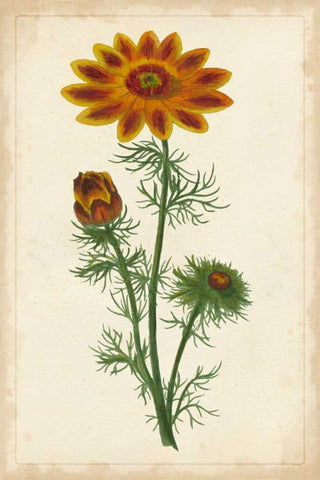 Vibrant Curtis Botanicals I Black Ornate Wood Framed Art Print with Double Matting by Unknown